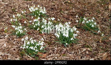 I fiori bianchi di Galanthus nivalis crescono all'aperto sul fondo della foresta durante la primavera. Il giardino naturale isolato mostra piante luminose e fiorite che creano un ambiente ecologico tranquillo, sereno e lussureggiante Foto Stock