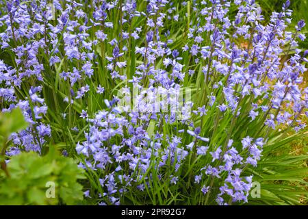 Fiori viola colorati che crescono in un giardino. Primo piano della bellissima bluebell spagnola o hyacinthoides hispanica foliage con petali vibranti che fioriscono e fioriscono nella natura in una giornata di sole in primavera Foto Stock