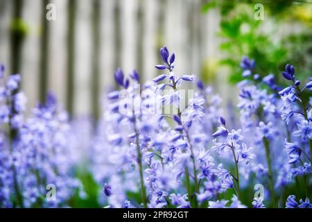 Fiori di campanello luminosi che crescono in un giardino sul retro in un giorno primaverile. Le splendide e vibranti piante viola fioriscono all'aperto nel parco nel pomeriggio d'estate. Un cortile con lussureggiante vegetazione botanica in fiore Foto Stock