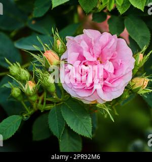 Primo piano della rosa canina che cresce in un lussureggiante giardino verde in una giornata di sole. Macro dettagli di morbidi fiori rosa in armonia con la natura. Gemme che fioriscono su rami tranquilli in un giardino zen, tranquillo sul retro Foto Stock