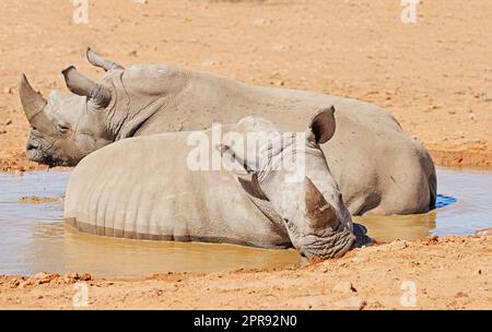 Due rinoceronti neri che fanno un bagno di fango rinfrescante in una riserva naturale di sabbia asciutta in un'area di savana calda in Africa. Proteggere i rinoceronti africani in via di estinzione dai bracconieri e dai cacciatori e dallo sfruttamento delle corna Foto Stock