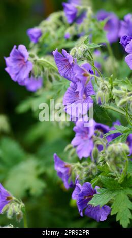 Fiori di gru himalayani, una specie di gerani che crescono in un campo o in un giardino botanico. Piante con foglie vibranti e petali viola che fioriscono e fioriscono in primavera in un ambiente lussureggiante Foto Stock