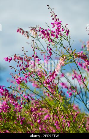 Scotch heather fiori in natura con uno sfondo blu cielo a città del Capo, in Sudafrica. Primo piano di erba verde, piante e flora viola all'aperto. Vista di un paesaggio naturale in crescita. Foto Stock