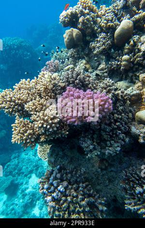 Barriera corallina colorata e pittoresca in fondo al mare tropicale, coralli  duri e coralli gialli in pelle di sarcophyton, paesaggio subacqueo Foto  stock - Alamy