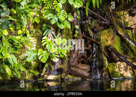 laghetto tropicale in una foresta pluviale di mangrovie Foto Stock