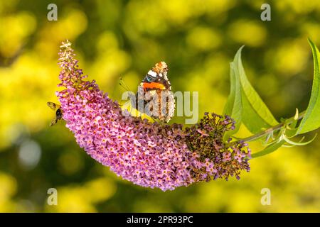 Farfalla in cerca di nettare su fiori viola Foto Stock