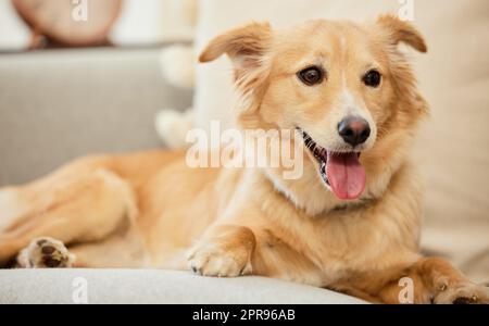 Solo cinque minuti di più mamma. Un adorabile cane soffice rilassarsi su un divano a casa. Foto Stock