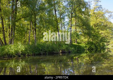 Fiume Niers, regione del basso Reno, Germania Foto Stock