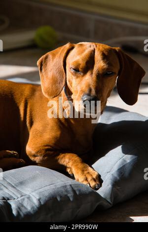 il cane ha un cappotto marrone rossastro lucido e setoso, che sembra morbido e accogliente al tatto. I suoi occhi sono grandi ed espressivi, di colore scuro Foto Stock
