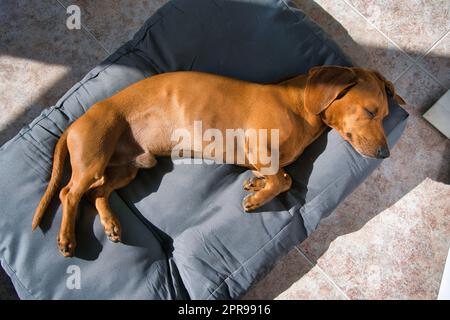 Il cane sta sdraiato sul fianco, appoggiandosi sul cuscino. I suoi occhi sono chiusi e il suo respiro è calmo, suggerendo che è profondamente addormentato e confortabile Foto Stock