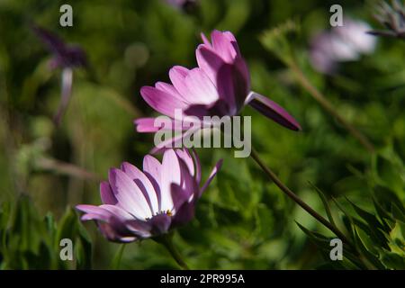 Margherite viola con spazio di copia per il testo. Capo Daisy. Daisybush blu e bianco. Foto Stock