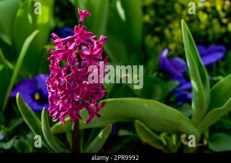 Giacinto viola (Iacinto), infiorescenza fiorente in habitat naturale, fiori delicati tra foglie verdi, piante ornamentali primaverili, primo piano, ele Foto Stock