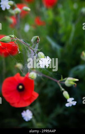 Giornata di sole, molti papaveri rossi in un campo verde. Primo piano, ragnatela mattutina sui fiori. Foto Stock