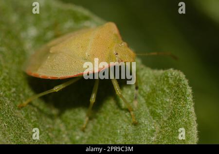 Southern Green Stink bug. Foto Stock