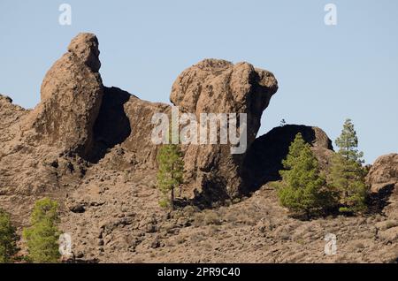 Scogliere e pini delle Isole Canarie. Foto Stock