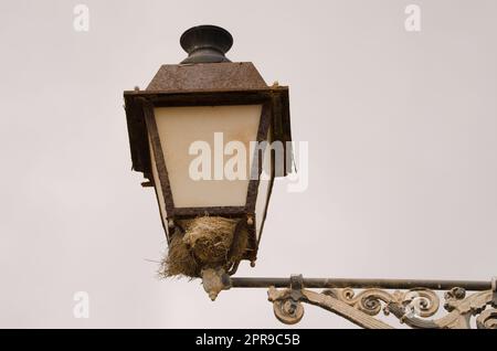 Nido di passero spagnolo su un semaforo. Foto Stock