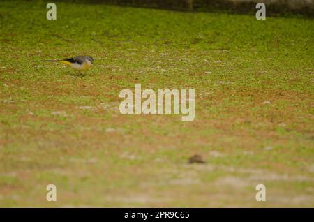 Motacilla cinerea canariensis, coda di sciabola grigia, su uno stagno asciutto. Foto Stock