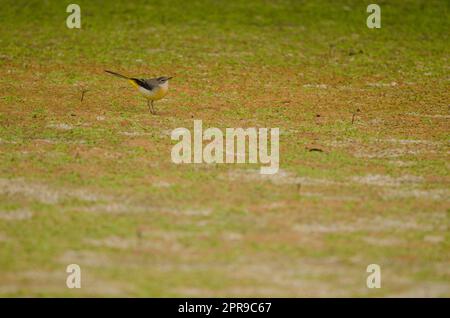 Motacilla cinerea canariensis, coda di sciabola grigia, su uno stagno asciutto. Foto Stock