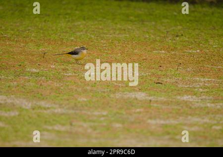 Motacilla cinerea canariensis, coda di sciabola grigia, su uno stagno asciutto. Foto Stock