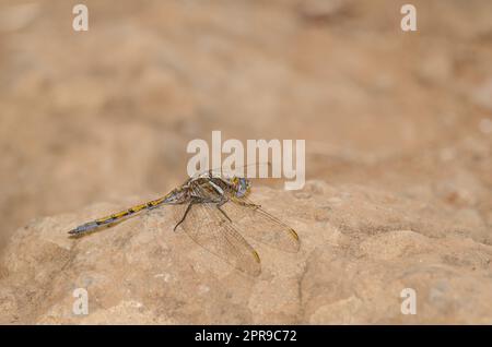 Skimmer di epaulet femminile. Foto Stock
