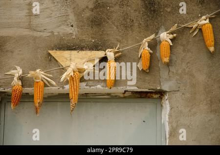 Pannocchie di mais appese a una casa. Foto Stock