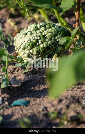 Coltivare zucche su terreni agricoli biologici con coltivazioni di verdure di zucca stagionali per halloween e il Ringraziamento con fioritura coltivata in casa di nutrizione sana come spuntino stagionale per il giardinaggio Foto Stock