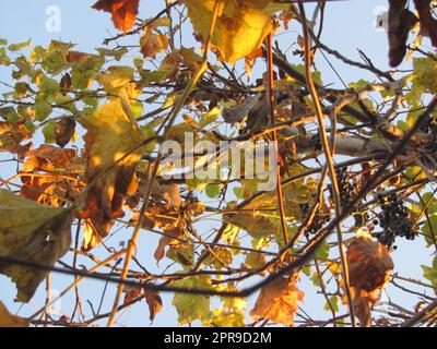 Viti con foglie e bacche si avvolgono intorno ai rami dell'albero Foto Stock