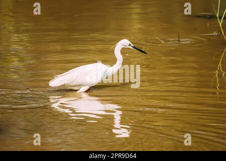 Goa, India. White Little Egret cattura pesce in River Pond Foto Stock