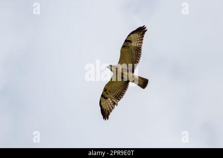 Potente falco volante con ali spremute e piume marroni o aquila reale (aquila chrysaetos) a caccia di altri uccelli, topi e ratti come rapaci sullo sfondo del cielo e rapaci volanti Foto Stock