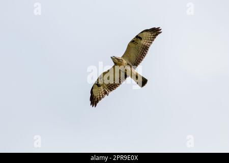 Potente falco volante con ali spremute e piume marroni o aquila reale (aquila chrysaetos) a caccia di altri uccelli, topi e ratti come rapaci sullo sfondo del cielo e rapaci volanti Foto Stock