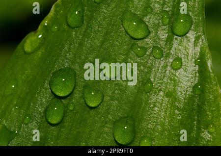 Foglie ricoperte di gocce d'acqua. Foto Stock
