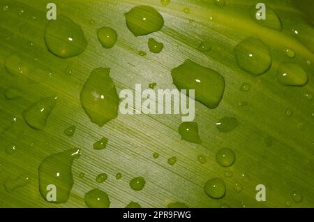 Foglie ricoperte di gocce d'acqua. Foto Stock
