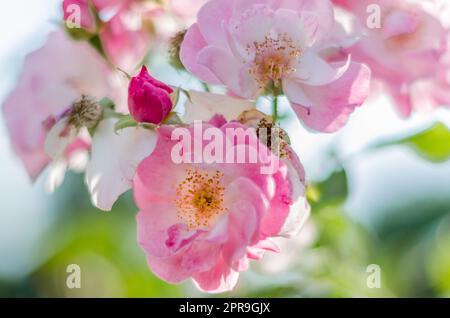 Rose in fiore, sfondo estivo Foto Stock