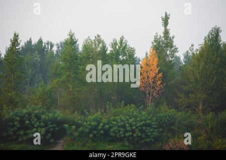 Fitta foresta con tettoie di alberi verdi Foto Stock