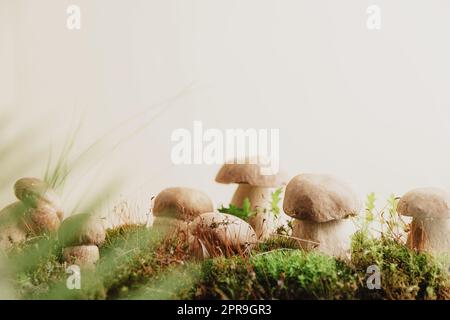 La composizione con funghi bolo edulis si trova su muschio verde o erba Foto Stock