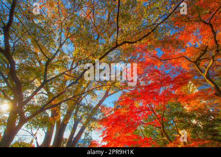 Foglie autunnali del paradiso Koishikawa Foto Stock