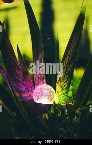 Vista notturna della aiuola illuminata da Lanterna colorata a energia solare a risparmio energetico su Yard. Bellissimo piccolo giardino con luci viola e gialle, lampada nel letto a fiori. Design giardino Foto Stock