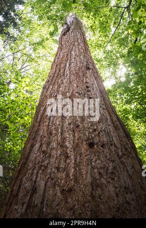 Sequoia gigante anche conosciuta come sequoia gigante (Sequoiadendron giganteum) Foto Stock