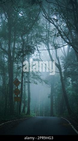 Strada rurale attraverso foreste sempreverdi in una nebbia Foto Stock