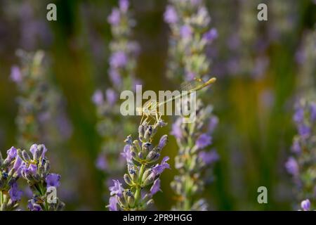 una libellula su una fioritura di lavanda Foto Stock