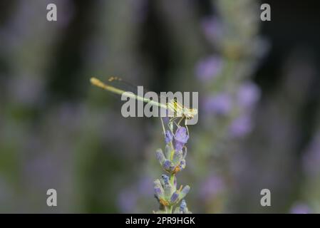 a dragonfly on a lavander blossom Stock Photo