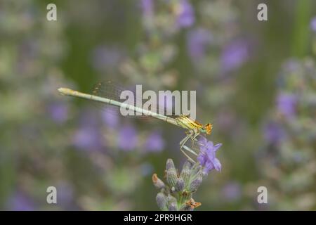 una libellula su una fioritura di lavanda Foto Stock