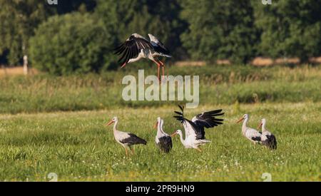 Gruppo di cicogna bianca (Ciconia ciconia) in prato Foto Stock