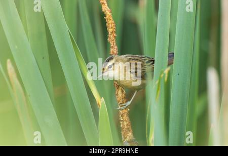 La parula di fango (Acrocephalus schoenobaenus) su canna Foto Stock