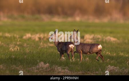 Roe Deer (Capreolus capreolus) femmine in primavera Foto Stock