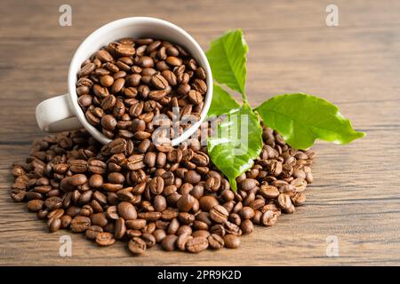 Caffè in chicchi medio arrostito con foglie al mattino fresco. Foto Stock