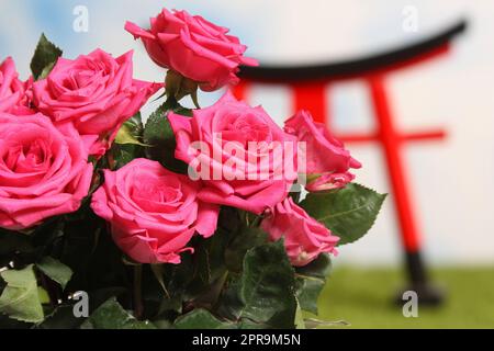 Pink Roses primo piano con Torii Gate sullo sfondo, DOF poco profondo Foto Stock