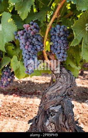 Grappoli di uva sulla pianta durante la fase di veraison. Agricoltura. Foto Stock