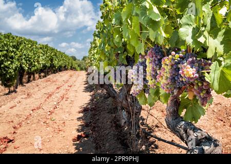 Grappoli di uva sulla pianta durante la fase di veraison. Agricoltura. Foto Stock