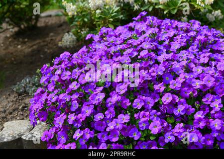 Cuscino blu greco in fiore Foto Stock